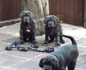 Superbes chiots Mâtin napolitain à vendre