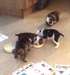 Choit Anglais Bulldog à vendre - photo 1