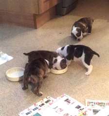 Choit Anglais Bulldog à vendre