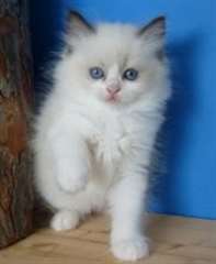 Chatons Ragdoll disponibles