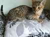 Savannah Chatons disponibles. - photo 1
