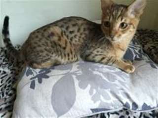 Savannah Chatons disponibles.