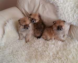 Three Pomeranian puppies for adoption.