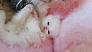 cute ragdoll kittens to give