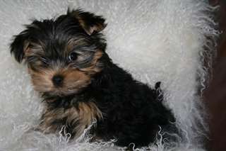 Donne chiot Yorkshire femelle non lof