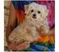 A donner 4 adorables chiots bichons maltais - photo 2