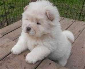 Qualité Chow Chow Puppies Disponible