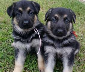Charme chiots berger allemand Disponible