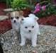 Beau Deux chiots Chihuahua Pour Disponible mainten - photo 1