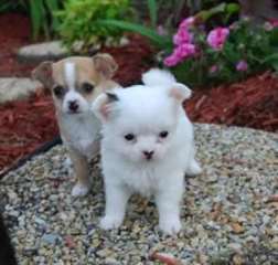 Beau Deux chiots Chihuahua Pour Disponible mainten