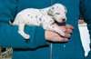 Dotted noir et blanc dalmate Puppies - photo 1