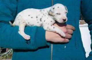 Dotted noir et blanc dalmate Puppies