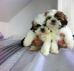 Shih Tzu chiots à vendre