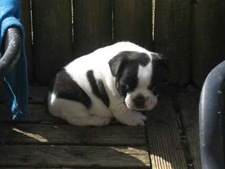A céder chiot type bouledogue français femelle