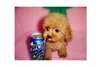 Affectueuses Toy mini-chiots caniche pour adoption - photo 1