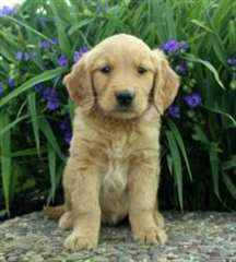 Golden Retriever disponible