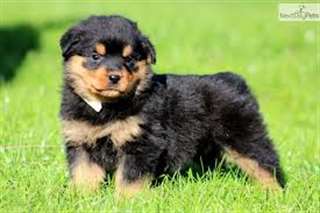 Superbe chiots rottweiler a donner