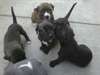 Belles chiots Pitbull !! - photo 1