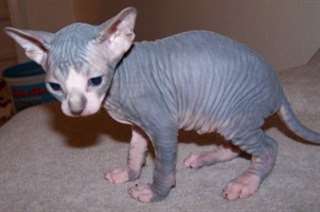 Suppl&#233;mentaires Chatons Sphynx Charme pour Re homi