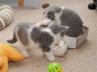 cheveux courts britannique chaton Disponible