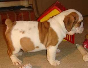 Chiots bulldog anglais pr&#234;ts pour leur nouvell