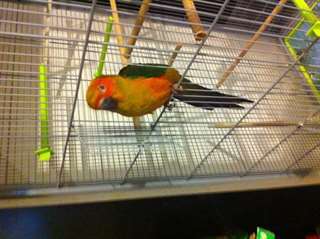 Je donne mon perroque