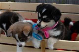 Chiots Teacup Pomsky
