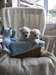 Ultra chiots maltais miniatures !! - photo 1