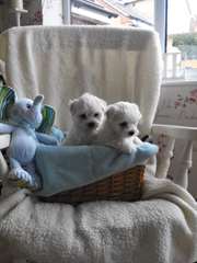 Ultra chiots maltais miniatures !!