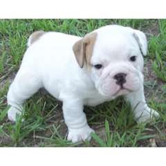 Les chiots de bouledogue mignon et adorable anglai