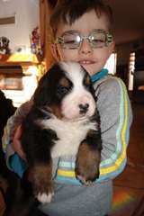 Chiot type Bouvier bernois femelle à donner