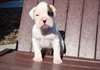 Chiots Boxer - photo 1
