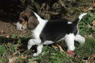 Femelle et mâle chiots beagle ont besoin d'un foye