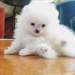 charmante tasse de thé chiot pomeranian sur l'adop - photo 1
