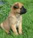 A donner Berger belge malinois femelle - photo 1