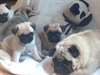 CHIOTS PUG disponibles pour adoption - photo 1