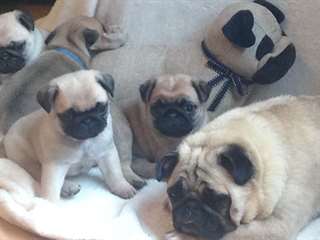 CHIOTS PUG disponibles pour adoption