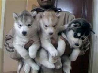 Homme et Femme Siberian Husky Disponible