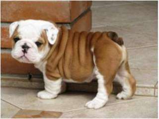 Deux hommes et deux chiots femelles Bulldog pour a