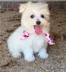 Magnifiques chiots maltais pour adoption