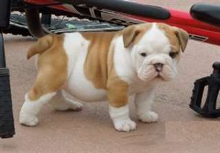 Puppies Big Boy Scooter Bulldog anglais pour Noël