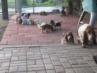 Chiots Basset Hound &#224; vendre