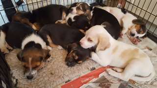 Belles chiots Beagle