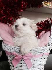Trouver les chiots maltaises disponibles