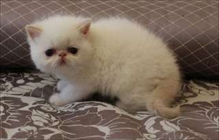 bons chatons exotiques pour addoptin