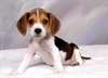 magnifiques chiots beagle issus LOF - photo 1