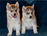 4 jolis bb husky - photo 1