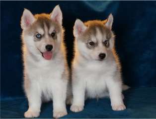 4 jolis bb husky