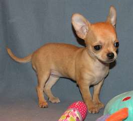 Magnifique chiot chihuahua femelle