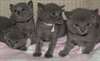 4 chatons de race chartreux au Loof - photo 1